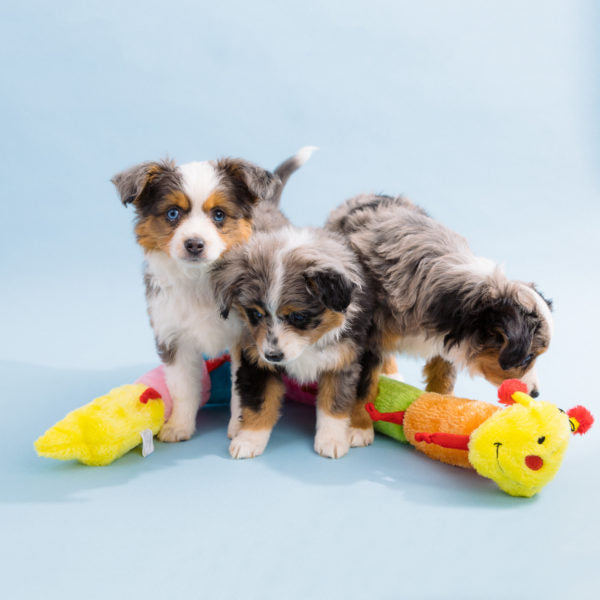 Deluxe Caterpillar Dog Toy